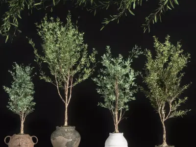 Indoor Plant olive Set 01 3D model