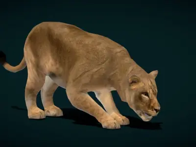  Southern African Lion Low-poly 3D model