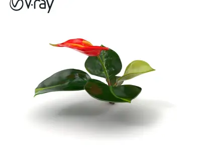 Anthurium Red Glossy Petals model pack Low-poly 3D model