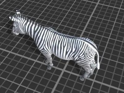 African Zebra Low-poly 3D model