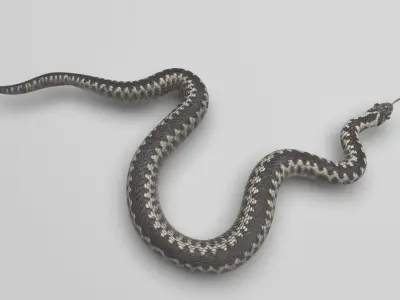 Snake 3D model