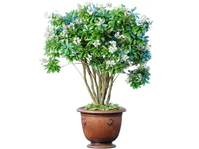Decorative flowering garden tree with white flowers in flowerpot 3D model