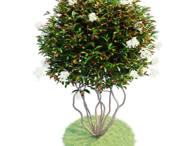 Photinia parachute 3D model