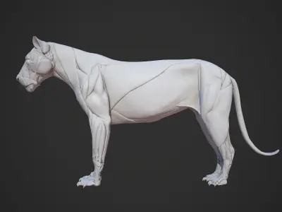 Animal - Lion Anatomy Skin Ecorche Body Base Low-poly 3D model