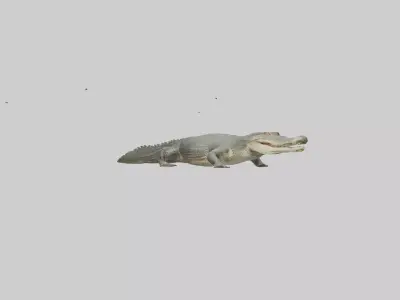 Caiman Crocodile lurking model Low-poly 3D model