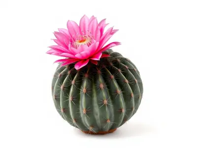Echinopsis Spherical Cactus Pink Flower model pack Low-poly 3D model