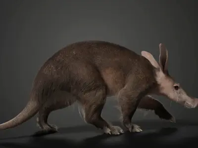 Aardvark Animated VFX Grace 3D model