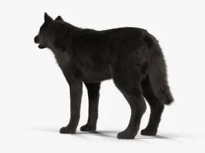 Wolf Black Low-poly 3D model