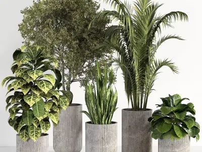 indoor plant 02 3D model