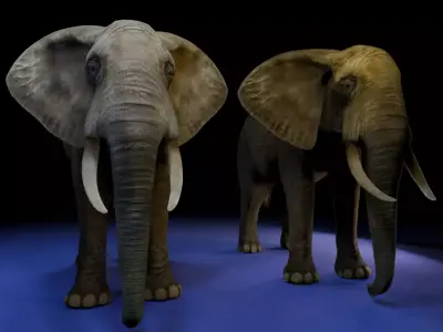 Photorealistic African Elephant 3D Model Low-poly 3D model