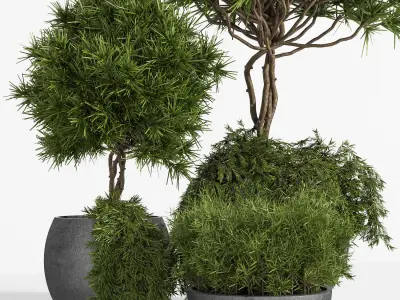 Outdoor Plants tree 04 3D model