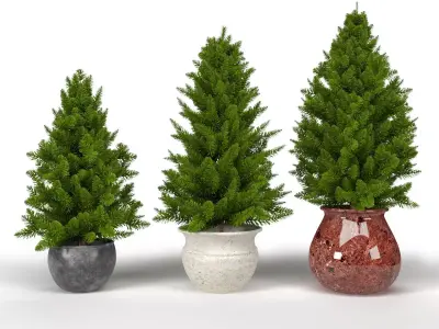 Pine trees in pots 3D model