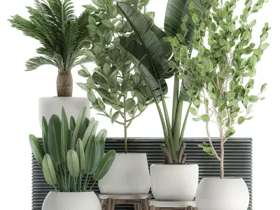 Decorative plants for the interior in white flowerpots 626 3D model