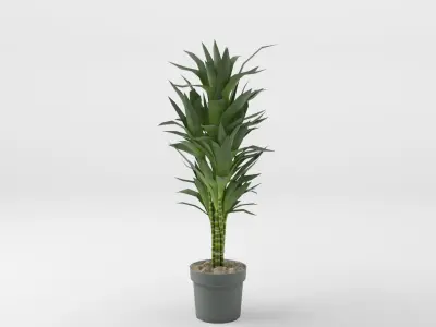 Collection of Dracaena Houseplant - 3 Models