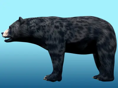 Black Bear Rig 3D model