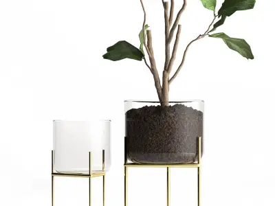 Ficus lyrata trees in a GLASS FLOWERPOT 958 3D model