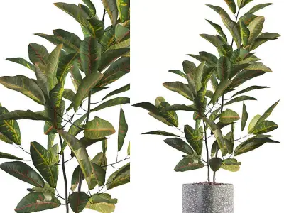 Croton in terrazio flowerpot 3D model