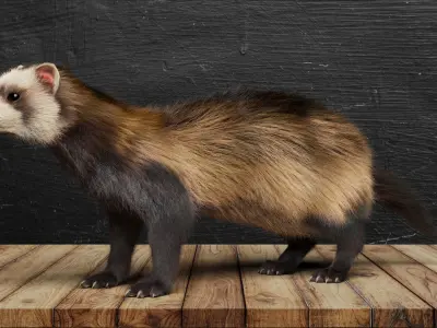 VFX Ready ferret 3d model 3D model with groom 3D model