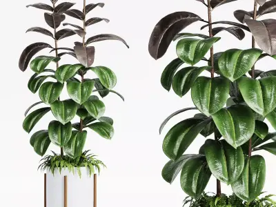  Indoor Plants 19-Ficus 3D model