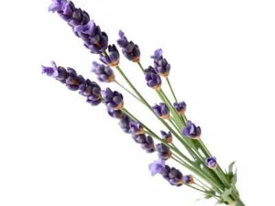 Lavender Flower Detailed Sculpture model pack Low-poly 3D model