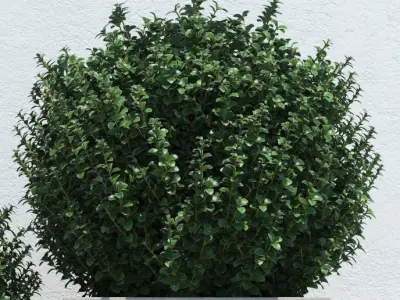 Plants boxwood bush in concrete planter 3D model