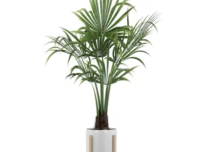 Washingtonia filifera palm 3D model