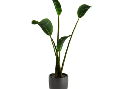 Strelitzia Nicolai - Plant Decor 3D model