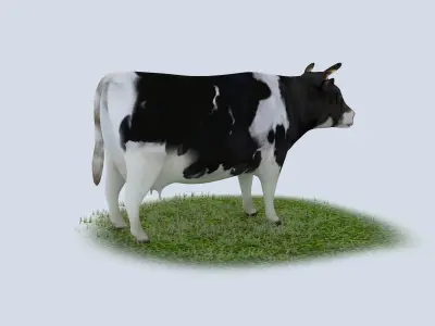 Dairy Cow holstein friesian black white cattle domesticated 3D model