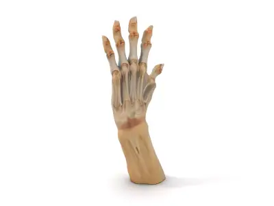 Anatomical Human Hand Model Pack Low-poly 3D model