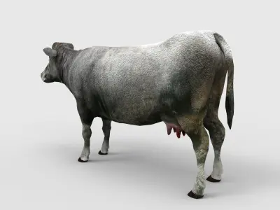 Gray Cow  Low-poly 3D model