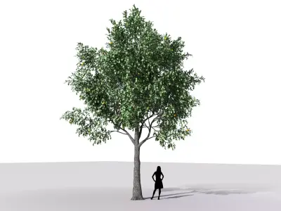 Low Poly Orange tree Low-poly 3D model