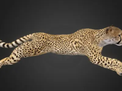 Cheetah Realistic Animated 3D model