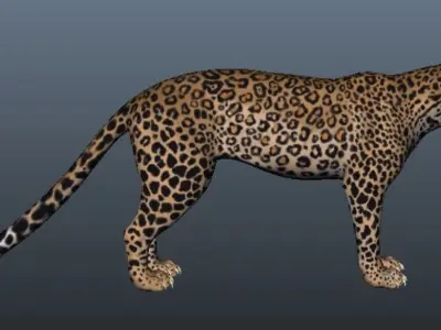 Tiger 3D model leopard 3D model