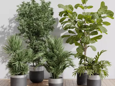 indoor plant set 403 palm bamboo ficus lyrata concrete vases  Low-poly 3D model