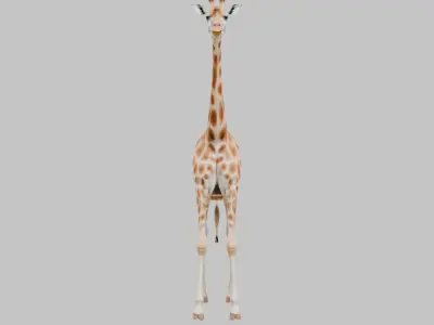 African Giraffe Low-poly 3D model purchase