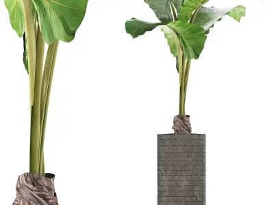 Plants Collection 75 3D model