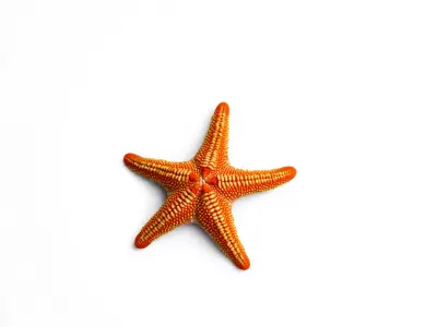 Vibrant Starfish model pack Low-poly 3D model