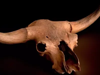 3D Real Bison Skull 3D Scan 3D model