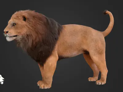 MALE LION 3D model
