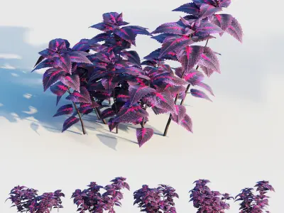 coleus plant 3D model