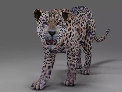 Jaguar Rigged in Blender  Low-poly 3D model