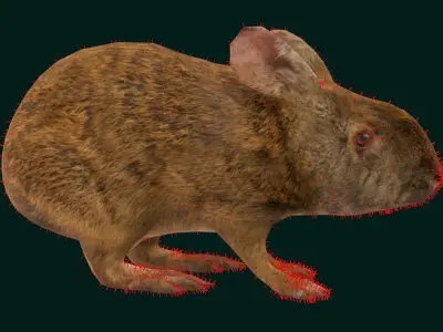 Lower Keys Marsh Rabbit Low-poly 3D model