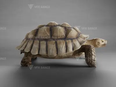 Sulcata Tortoise Animation - Blender  3D model