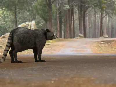 RACCOON Low-poly 3D model