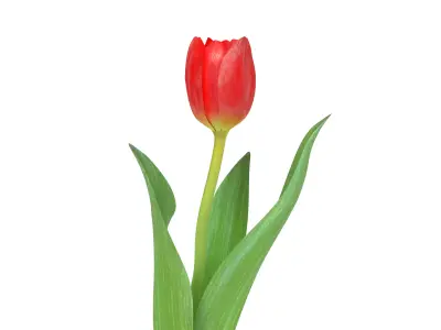 Tulip red 3D model