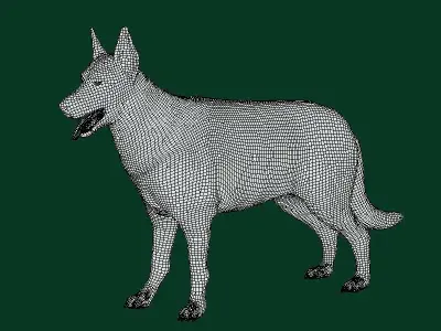 White Swiss Shepherd Dog Breed 3D model