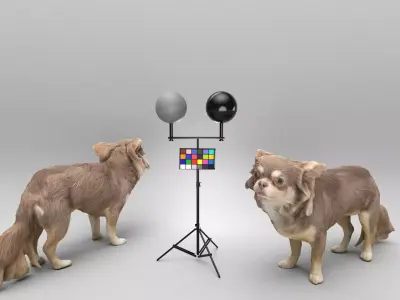 Chihuahua dog 24 Low-poly 3D model