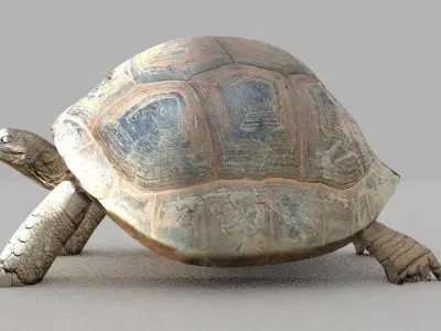 tortoise Low-poly 3D model purchase
