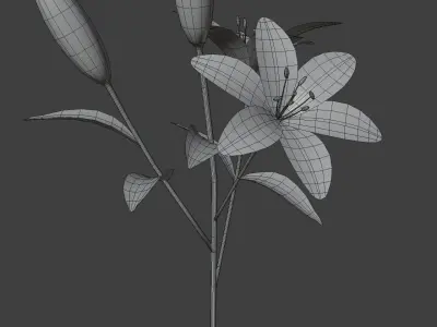 Lily 3D Model Low-poly 3D model