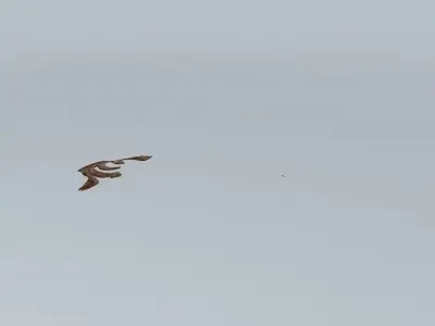 panel picture Free 3D model